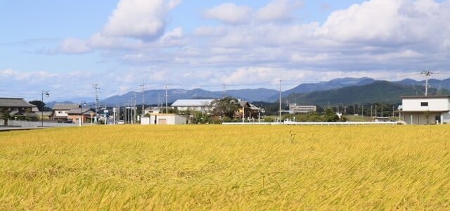 稲穂実る田と村